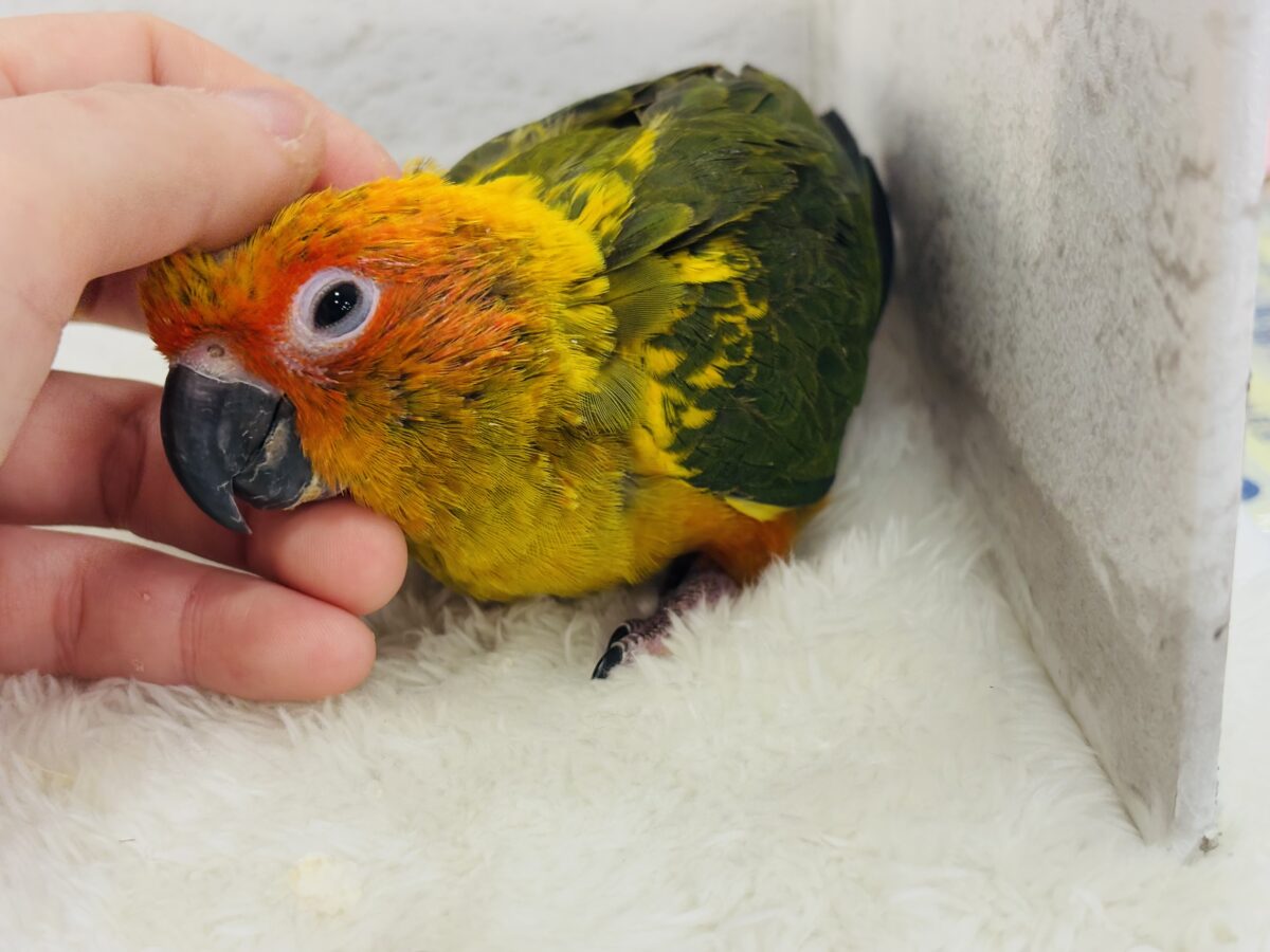 コガネメキシコインコ