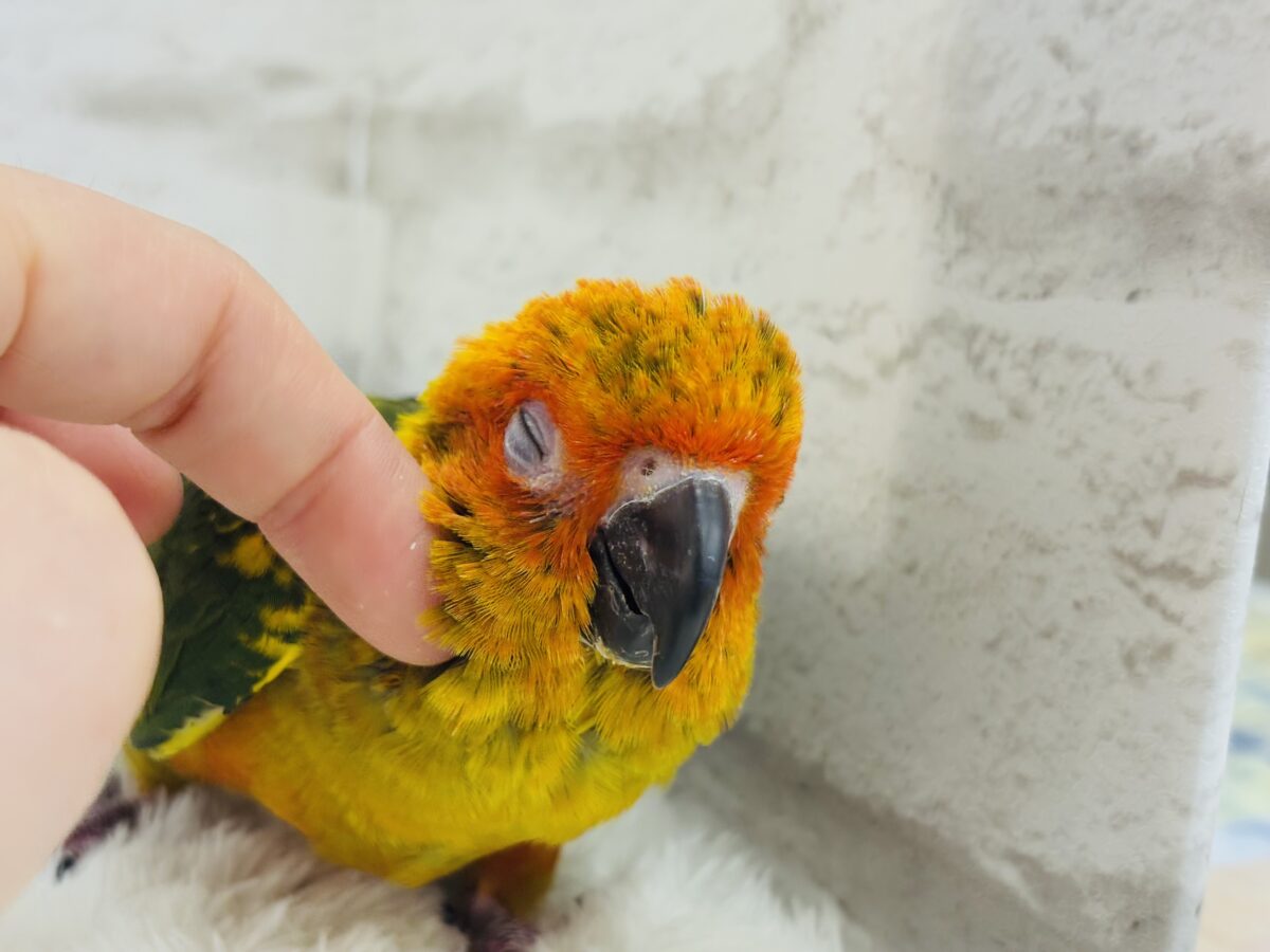 コガネメキシコインコ