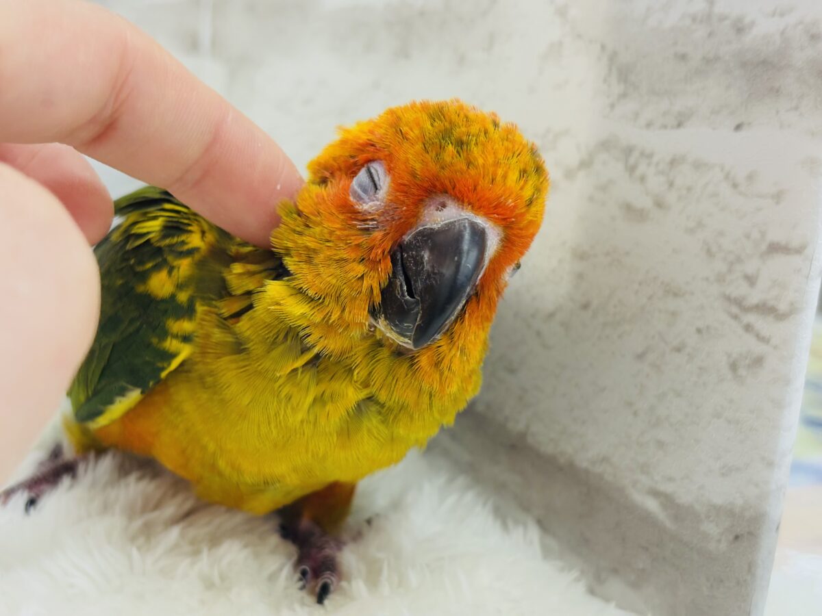 コガネメキシコインコ