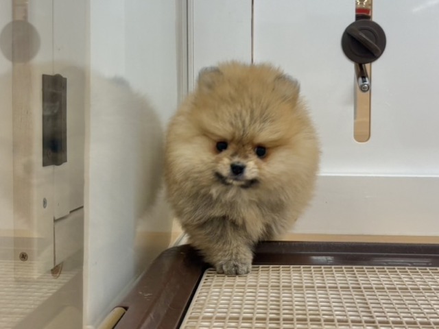 ポメラニアン