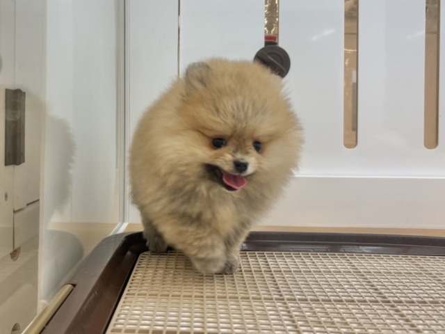 ポメラニアン