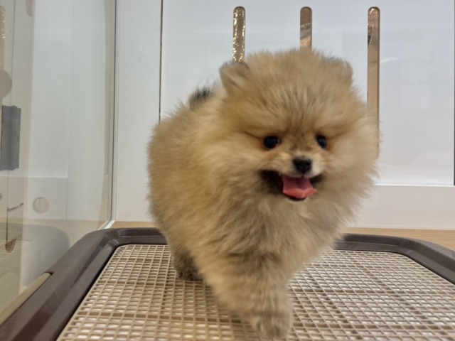 ポメラニアン