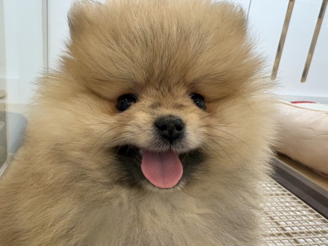 ポメラニアン