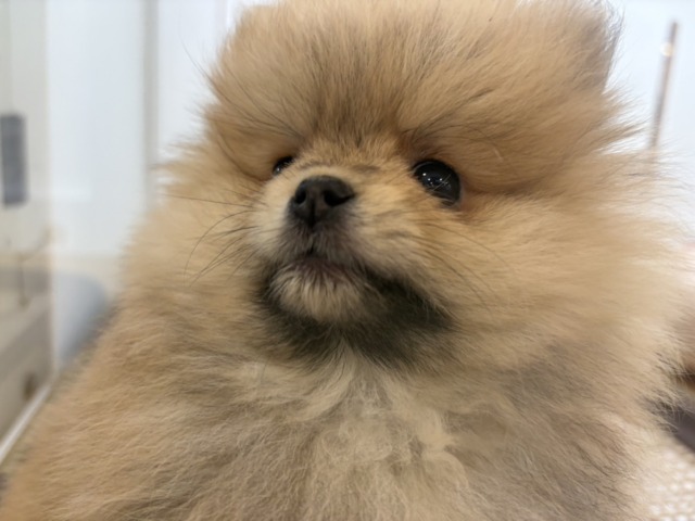 ポメラニアン