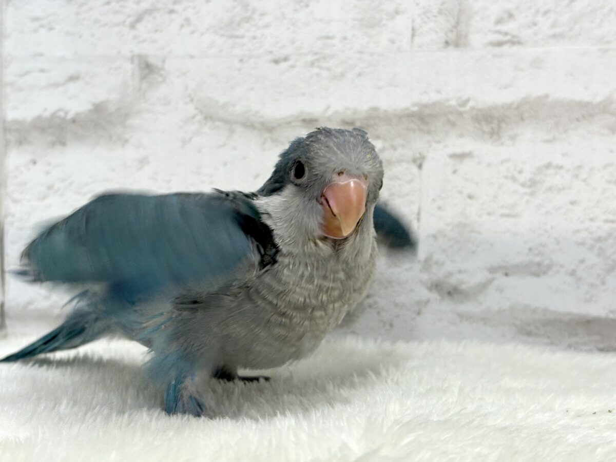 オキナインコ