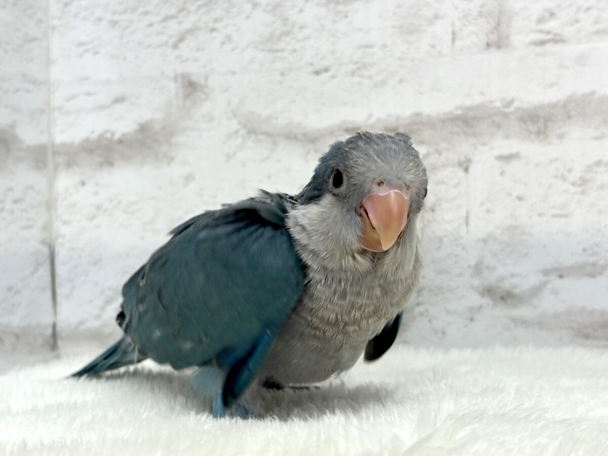 オキナインコ