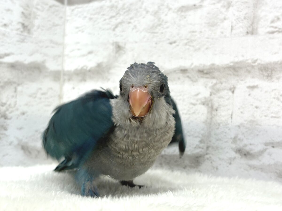 オキナインコ