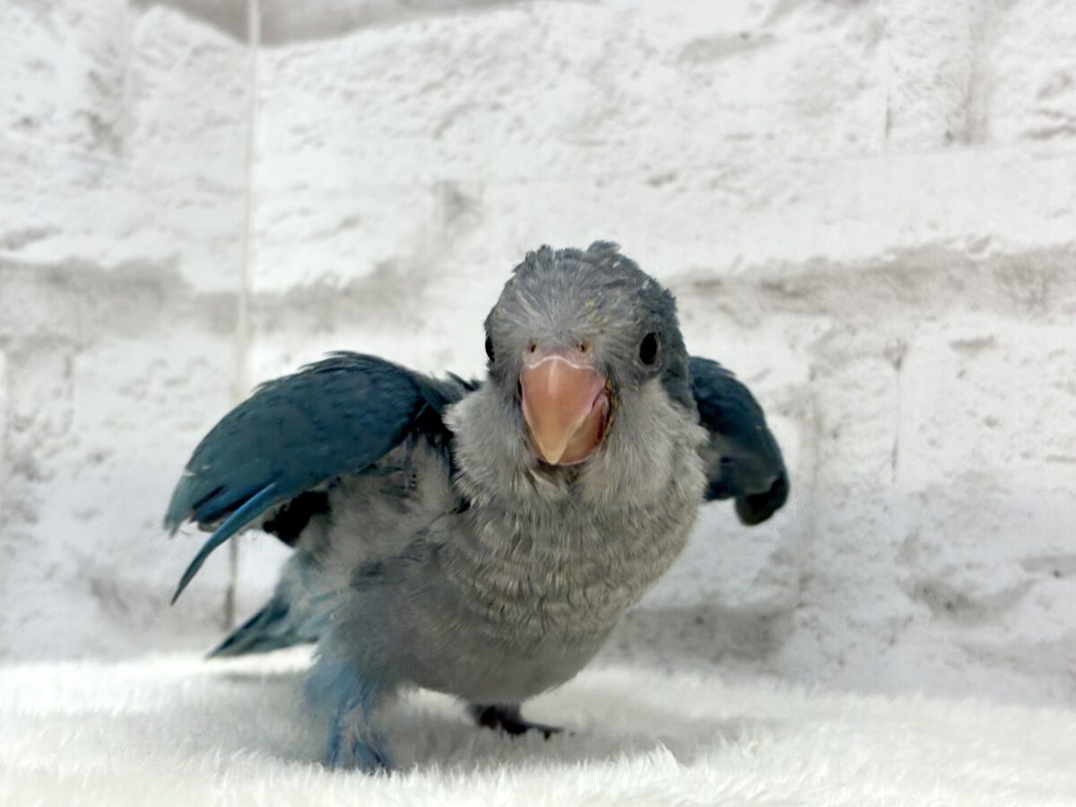【最新画像更新🪄もうすぐひとり餌☆】飛びきりのスマイル😊ウケケケダンスに魅了されちゃう((🐣))🪇💖オキナインコ(ブルー) ヒナ オキナインコ