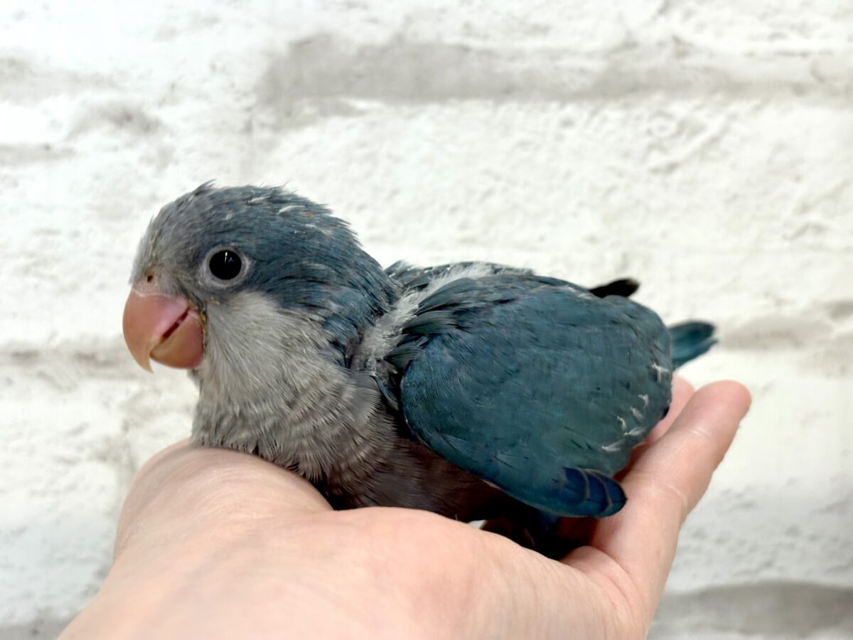オキナインコ
