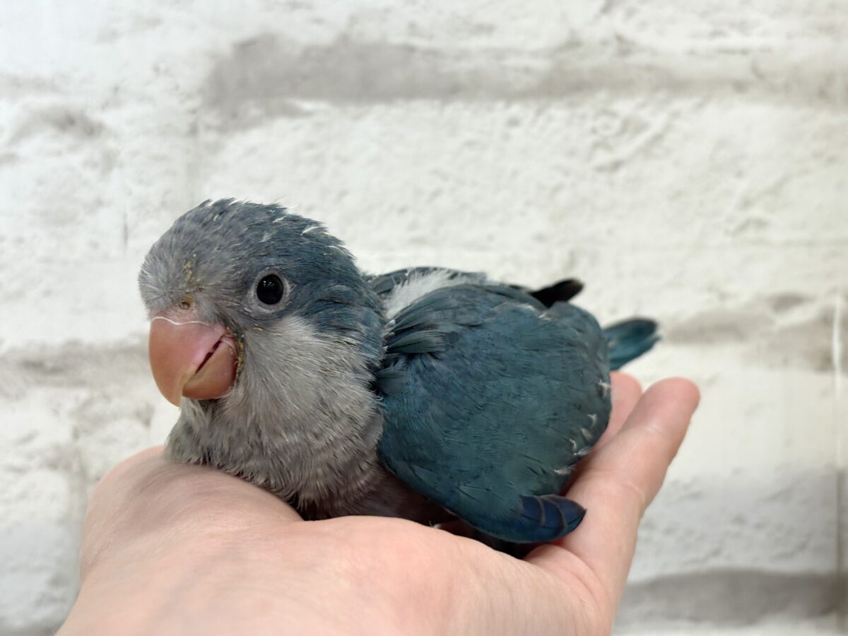 【最新画像更新🪄もうすぐひとり餌☆】飛びきりのスマイル😊ウケケケダンスに魅了されちゃう((🐣))🪇💖オキナインコ(ブルー) ヒナ オキナインコ