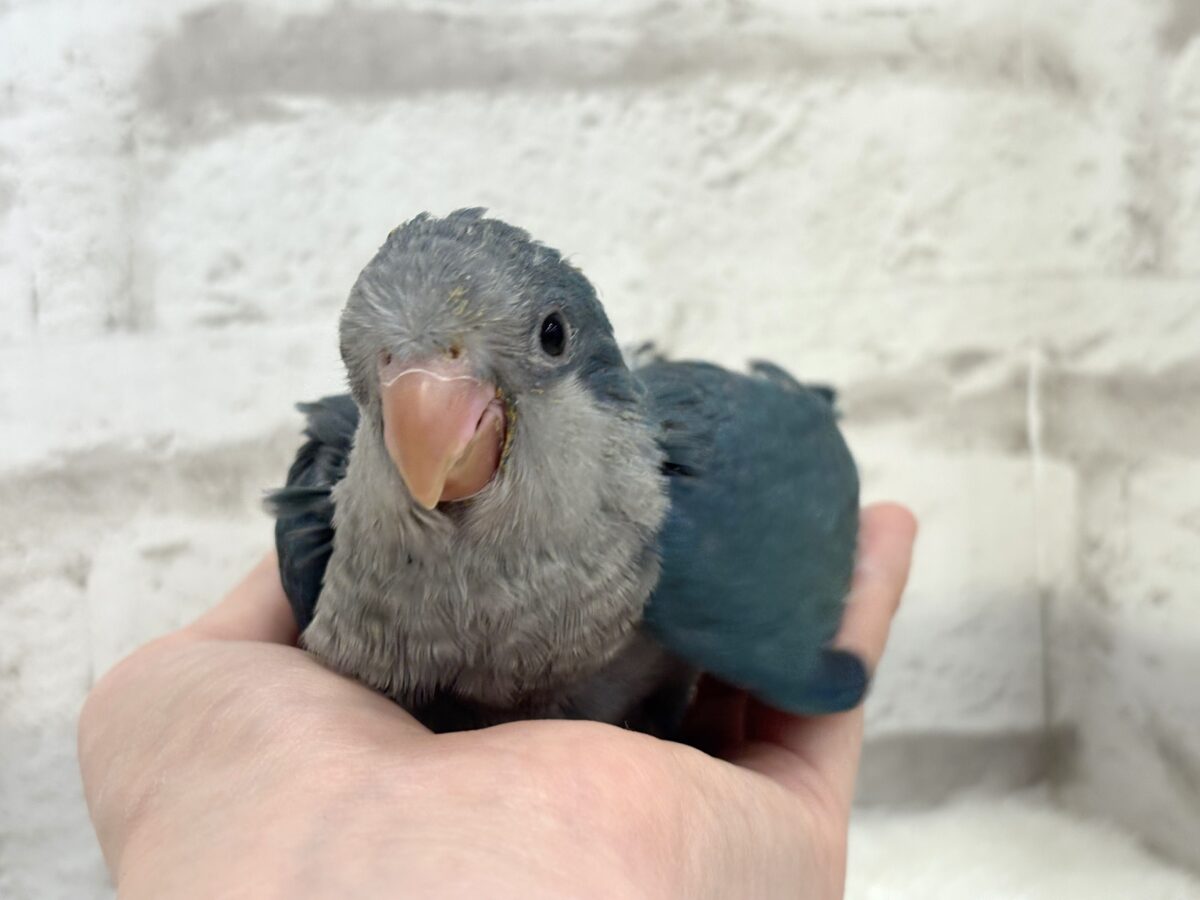 オキナインコ
