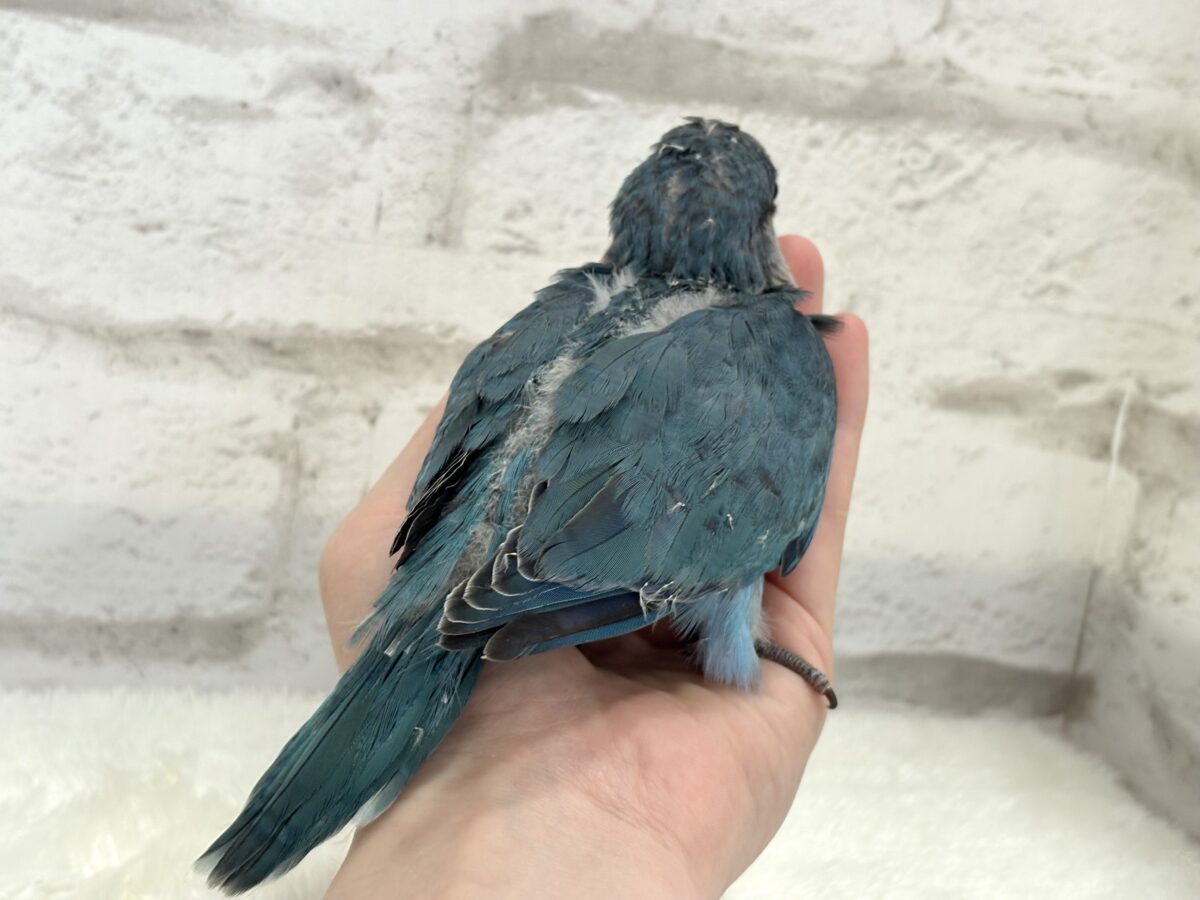 オキナインコ