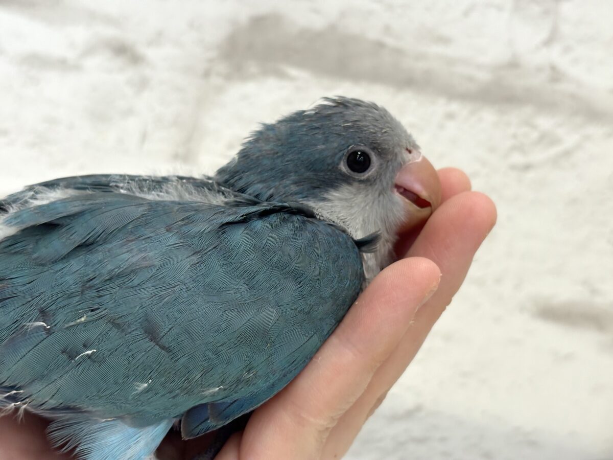 【最新画像更新🪄もうすぐひとり餌☆】飛びきりのスマイル😊ウケケケダンスに魅了されちゃう((🐣))🪇💖オキナインコ(ブルー) ヒナ オキナインコ