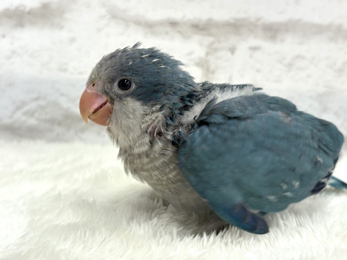 オキナインコ