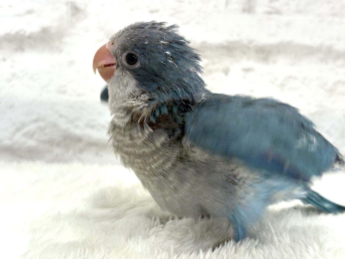 オキナインコ