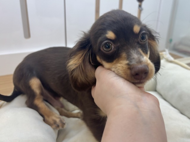 尻尾の止め方の取り扱い教えて〜！？チワックスくん！