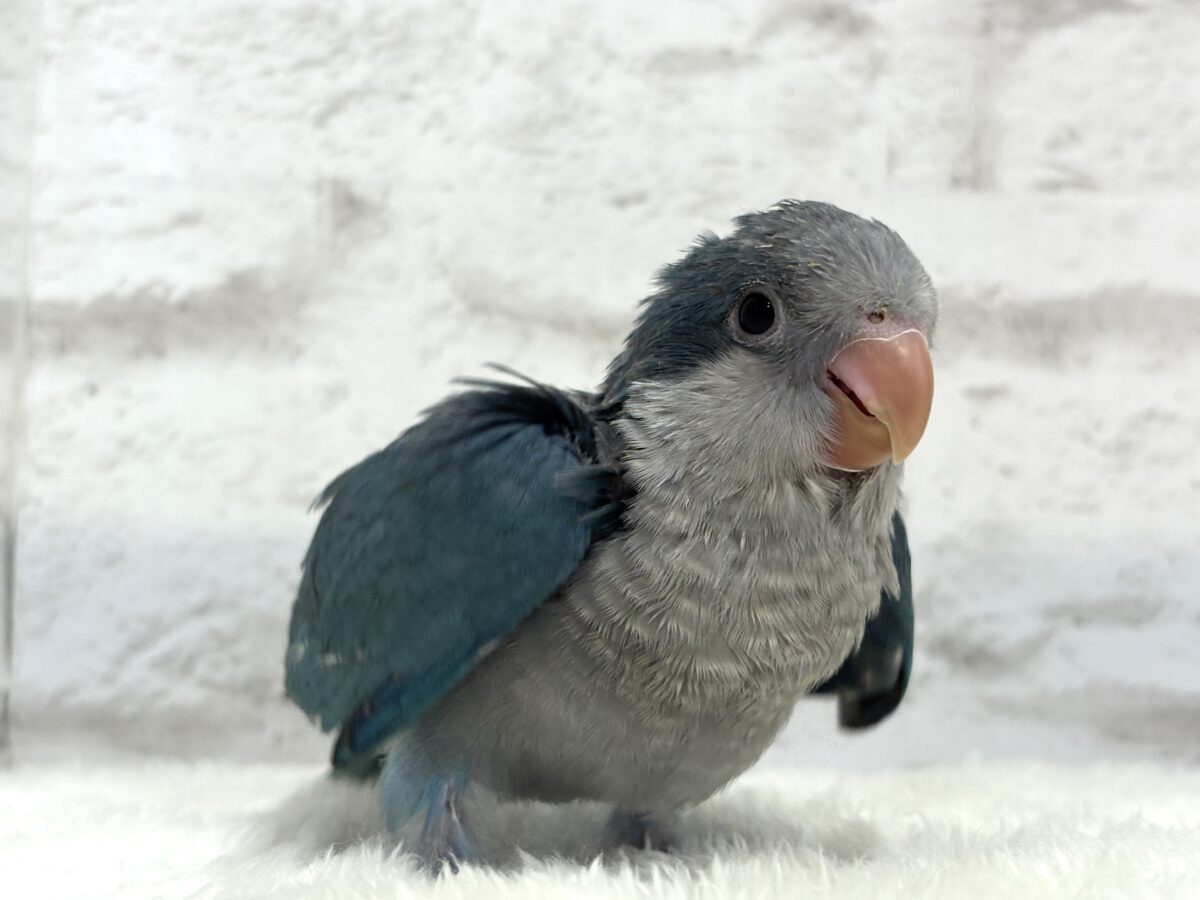 オキナインコ