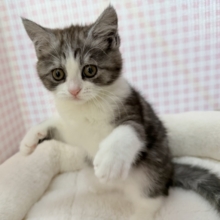 最新📷ハチワレのブリティッシュちゃん😍