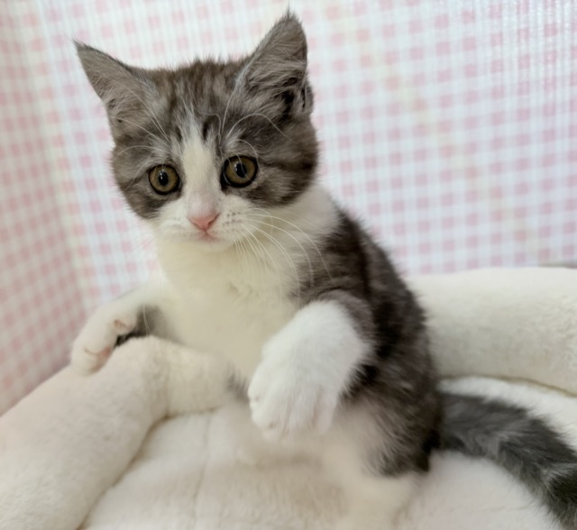 ブリティッシュショートヘア