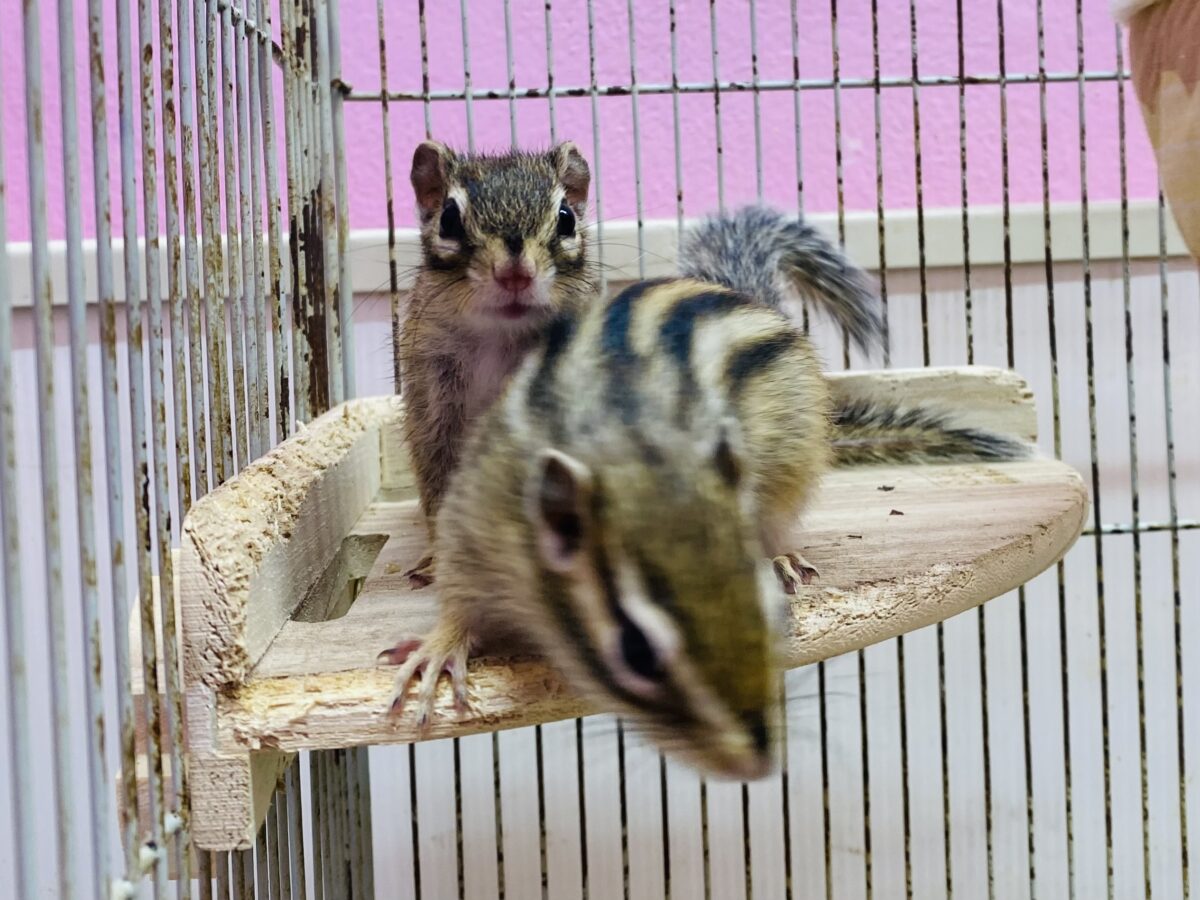 シマリス（ノーマル）