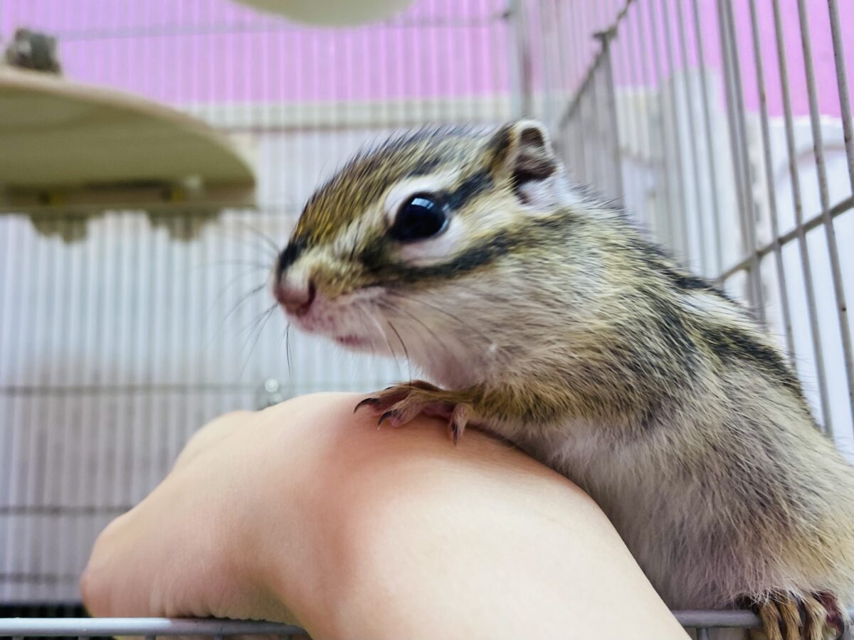 シマリス（ノーマル）