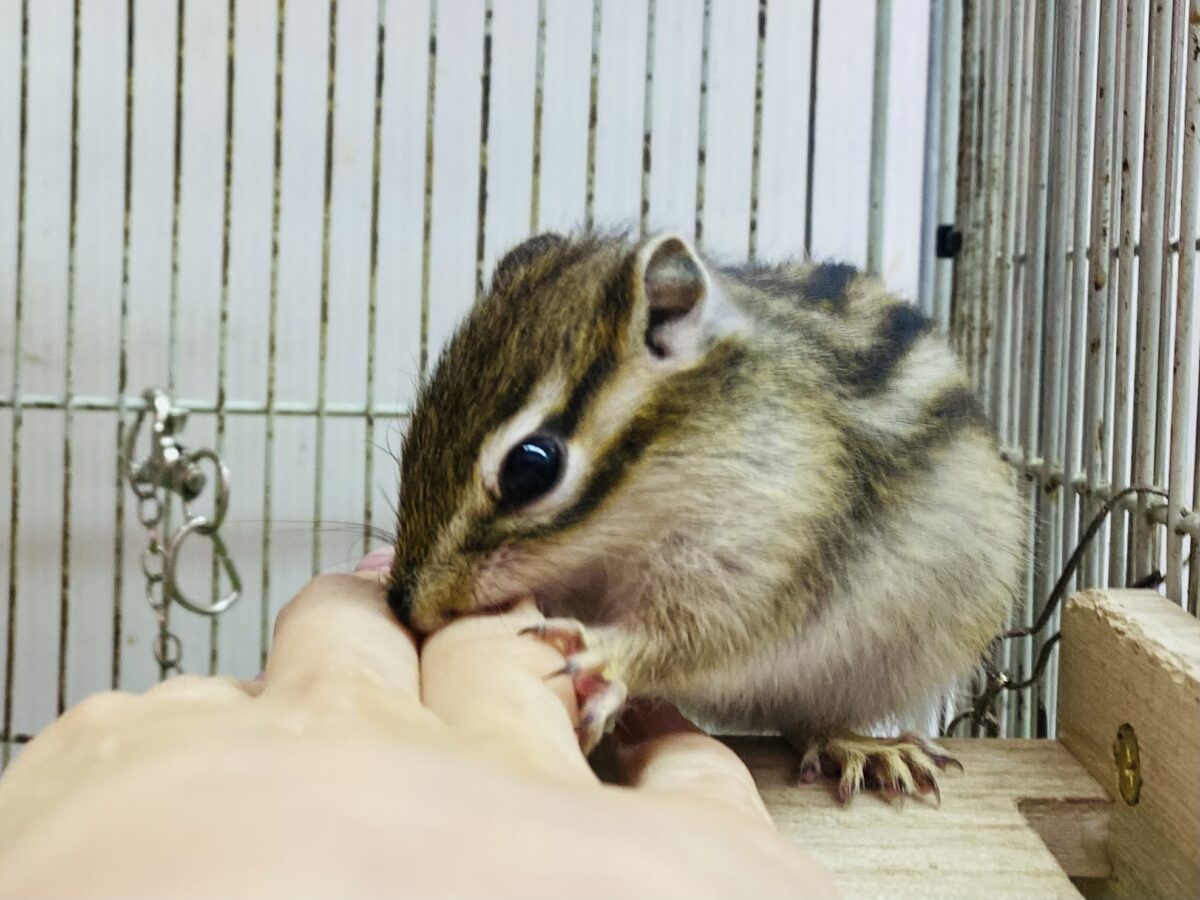 シマリス（ノーマル）