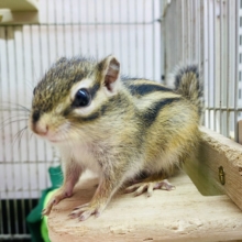 最新画像有ります⭐️ついに…‼️シマリスの季節がやってきました🐿️🌱