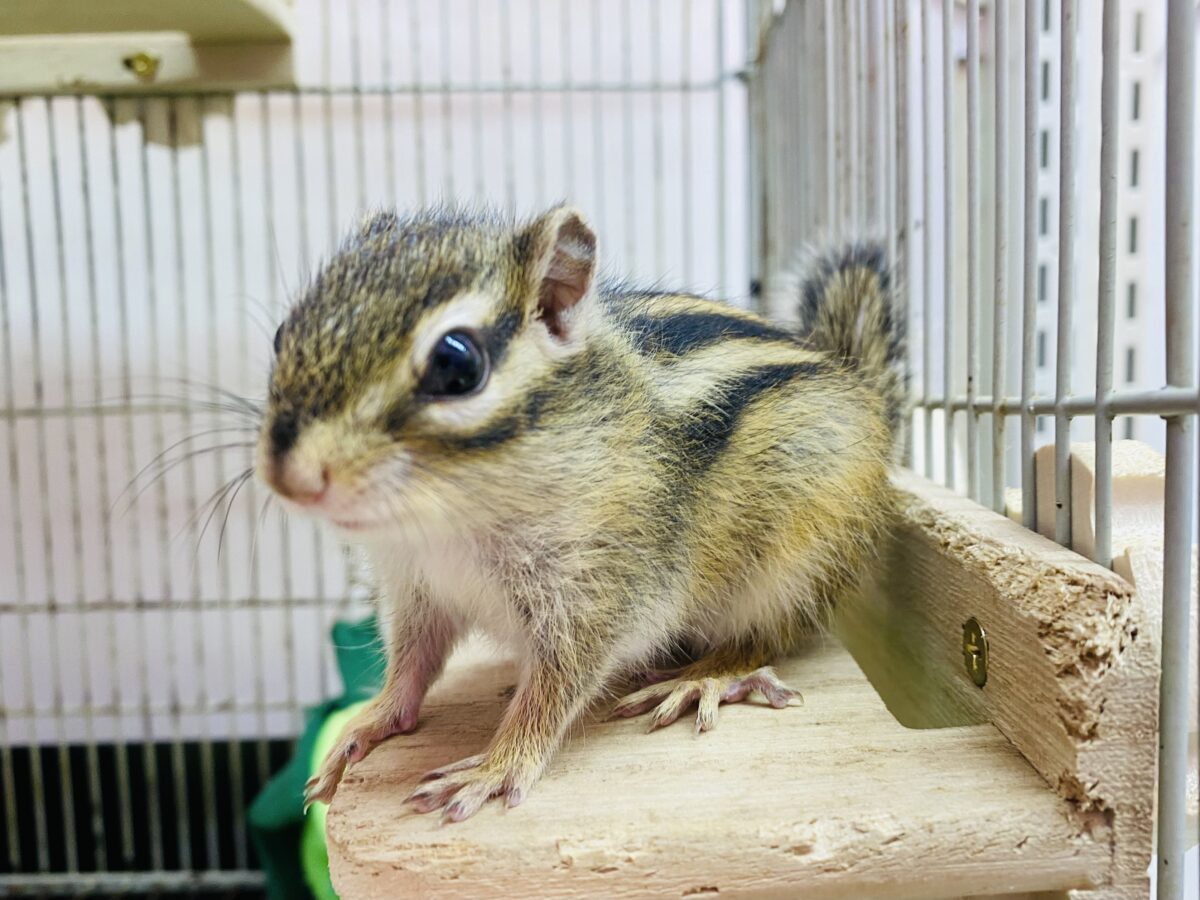 最新画像有ります⭐️ついに…‼️シマリスの季節がやってきました🐿️🌱