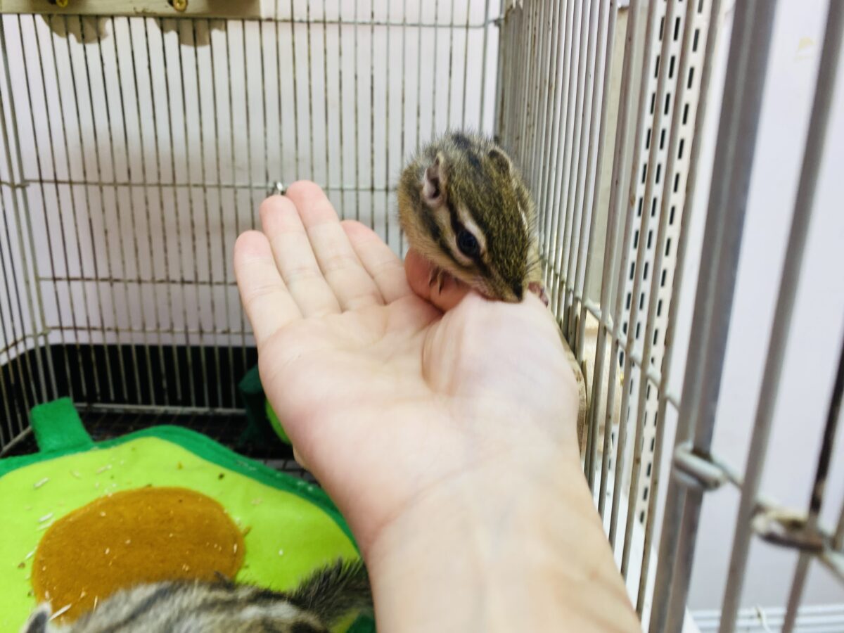 シマリス（ノーマル）