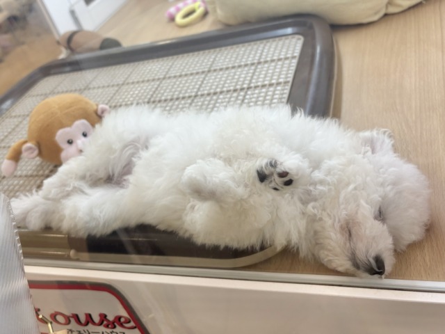 トイプードル