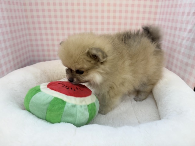 ポメラニアン