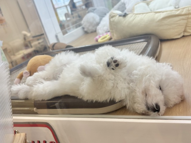 トイプードル