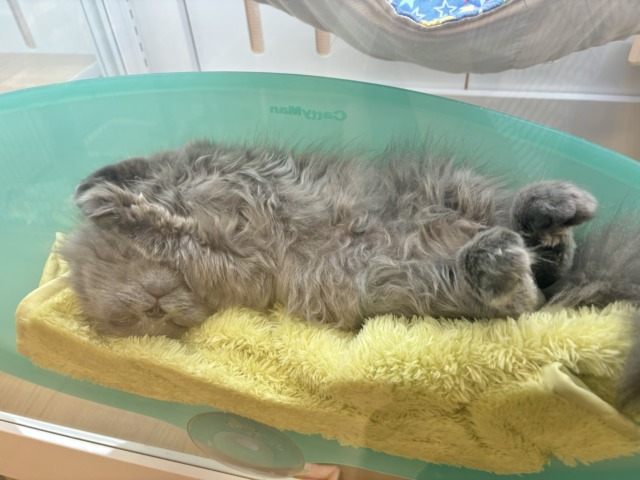 スコティッシュフォールド