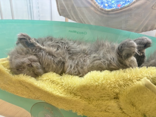 スコティッシュフォールド