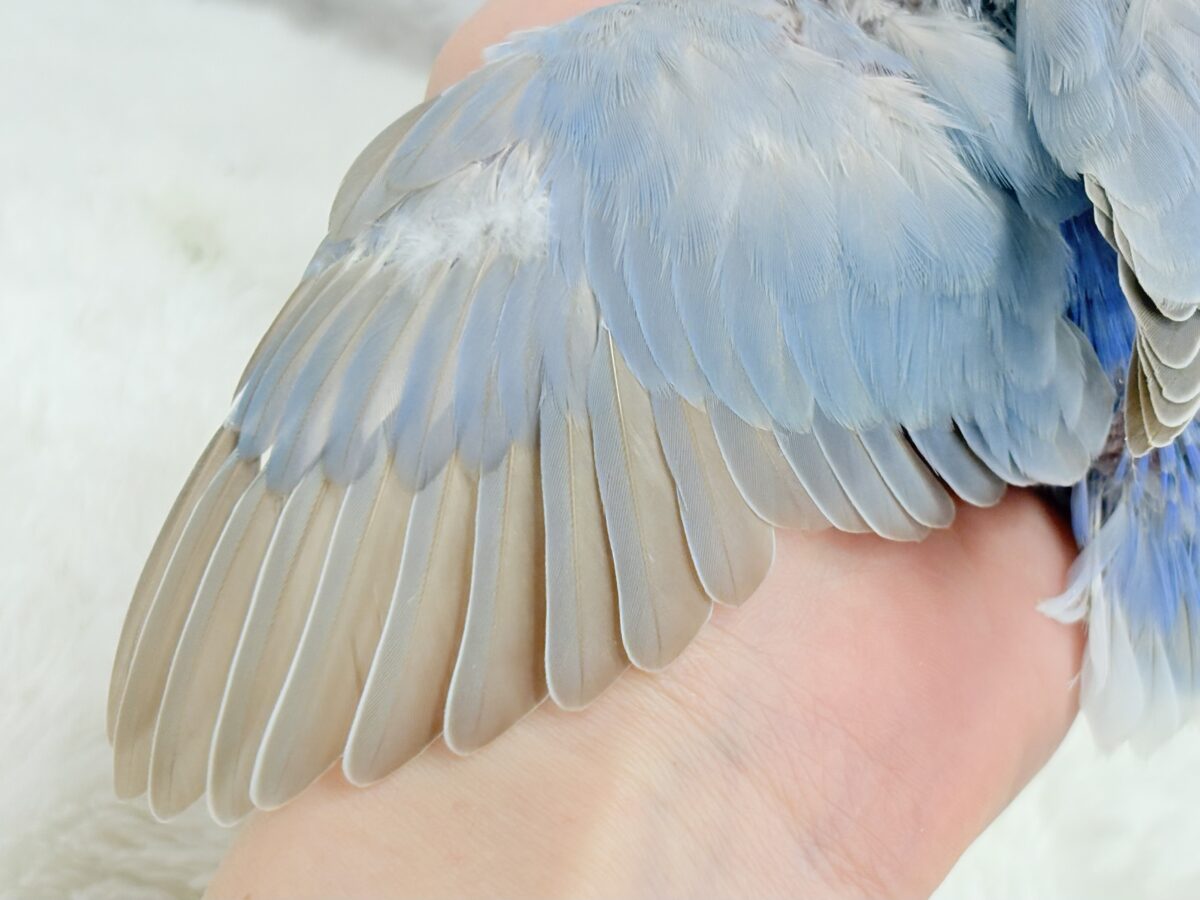 最新画像更新🪄】ひと足お先に夏先取りです🐣🌊コザクラインコ