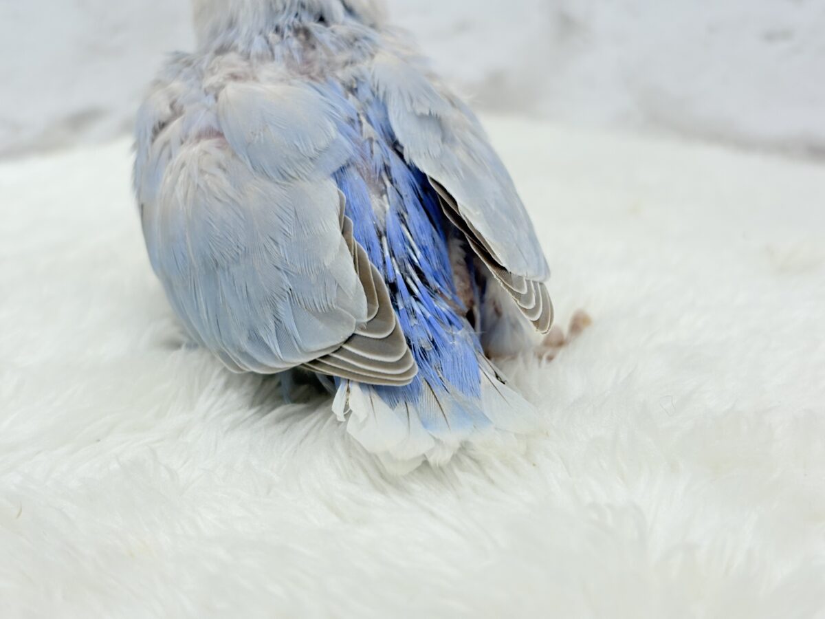 コザクラインコ（小桜インコ）