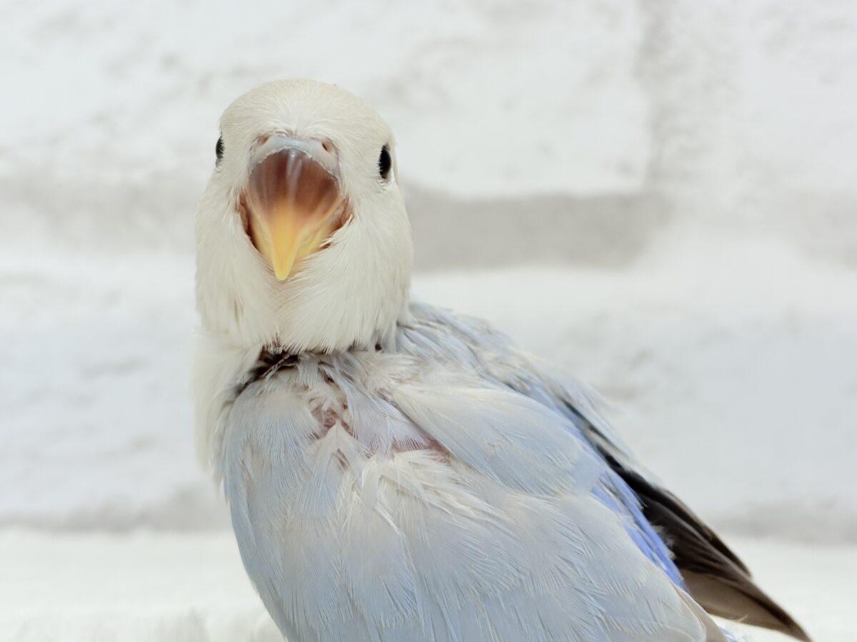 コザクラインコ（小桜インコ）