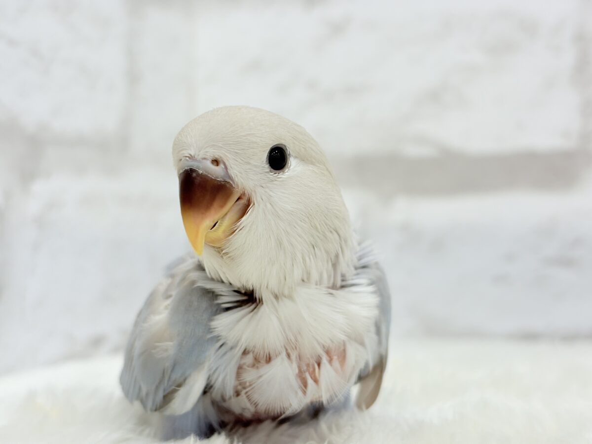 コザクラインコ（小桜インコ）