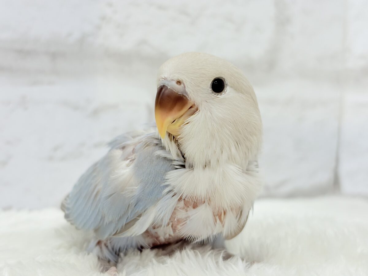 コザクラインコ（小桜インコ）