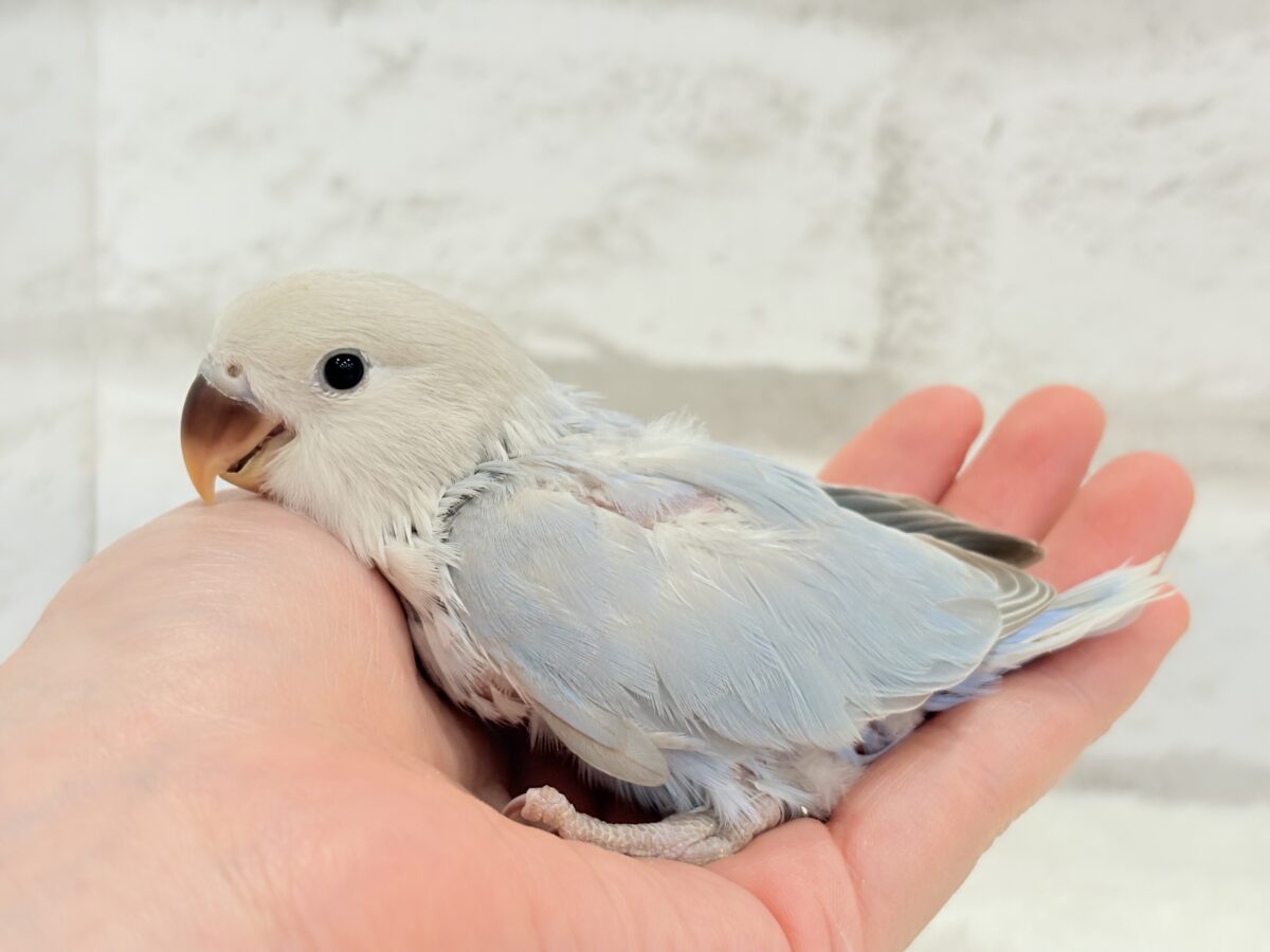 最新画像更新🪄】ひと足お先に夏先取りです🐣🌊コザクラインコ