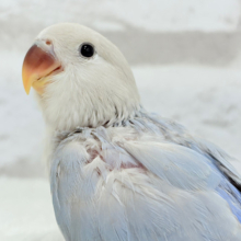 【最新画像更新🪄】ひと足お先に夏先取りです🐣🌊コザクラインコ(ターコイズシナモンオパーリン) ヒナ