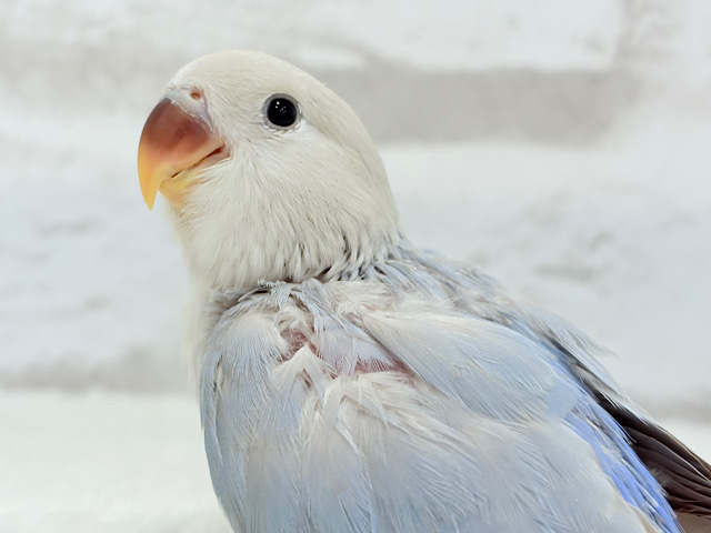 ✢コザクラインコのリース✢ 最新画像更新🪄】ひと足お先に夏先取りです🐣🌊コザクラインコ