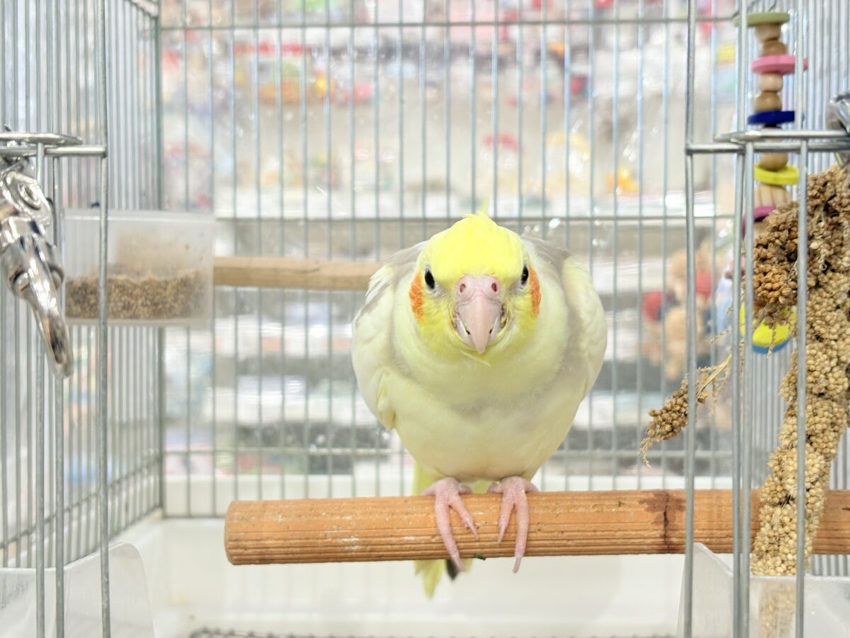 オカメインコ