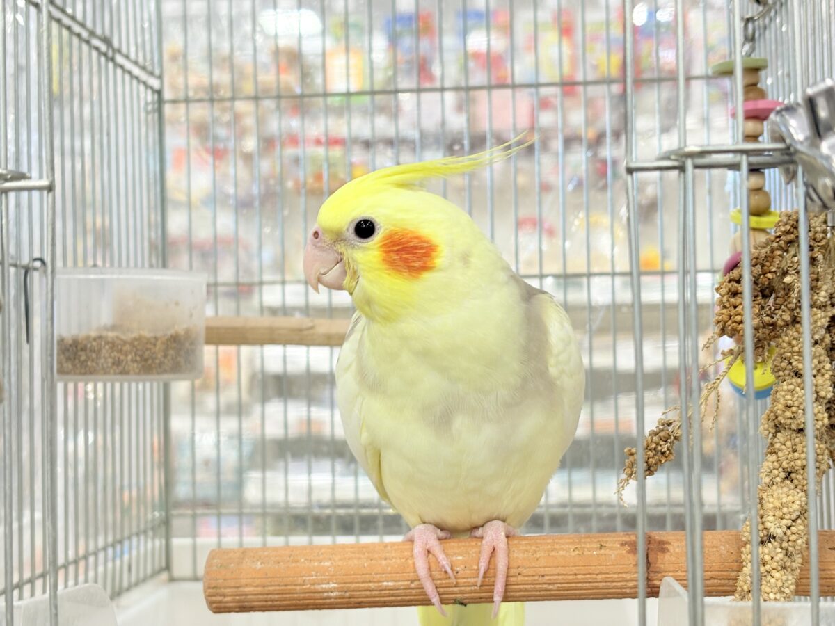 オカメインコ
