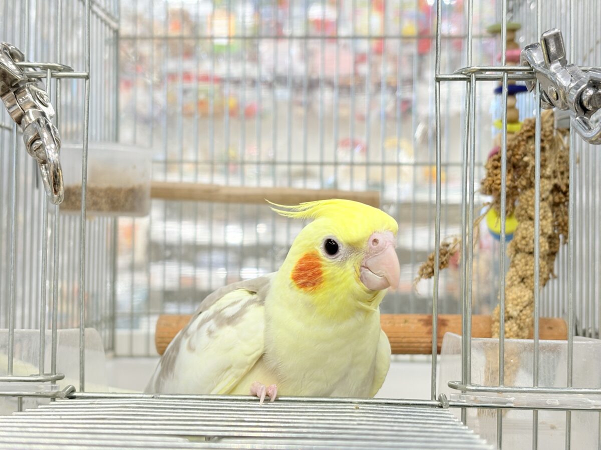 オカメインコ