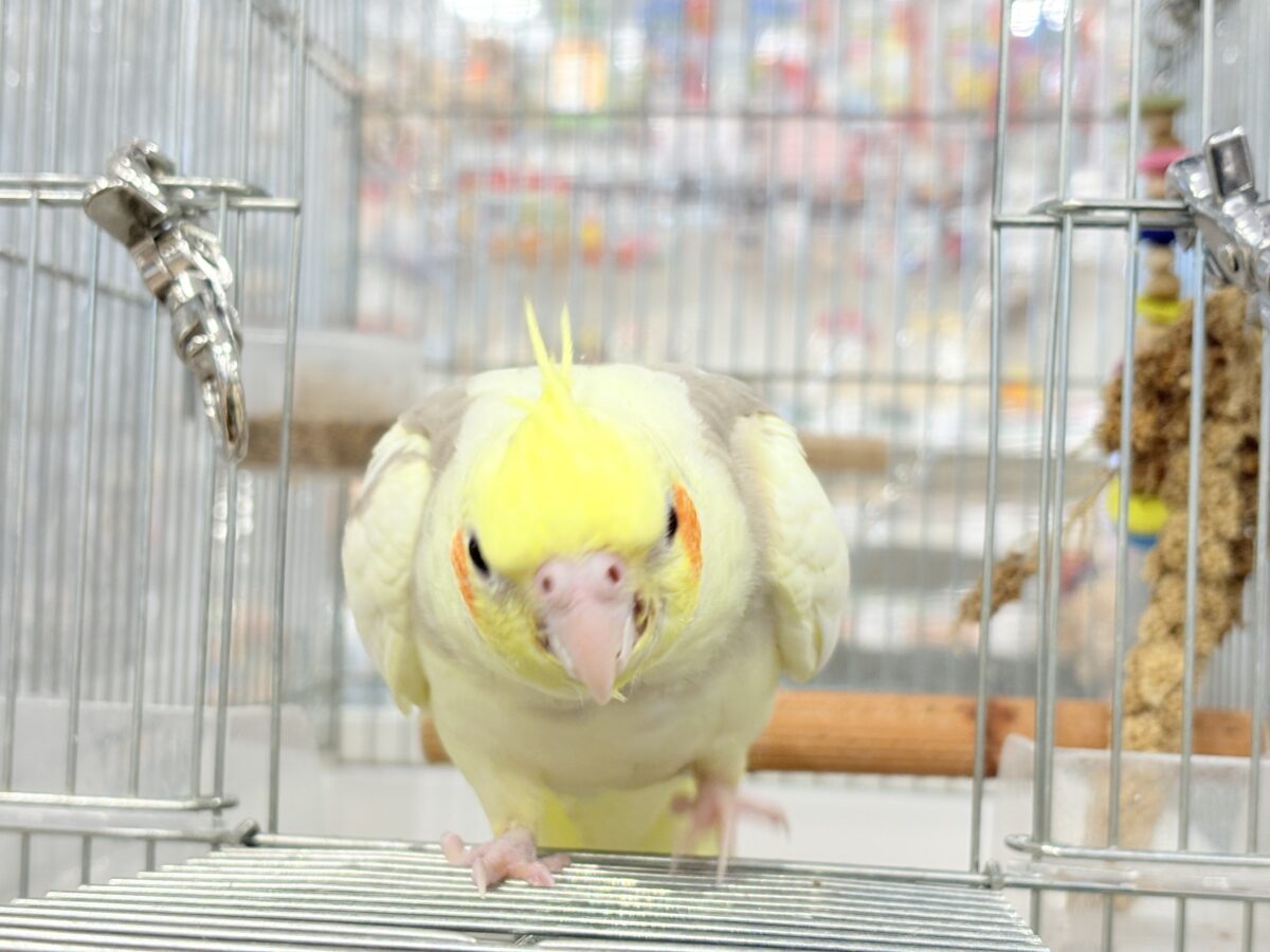 オカメインコ