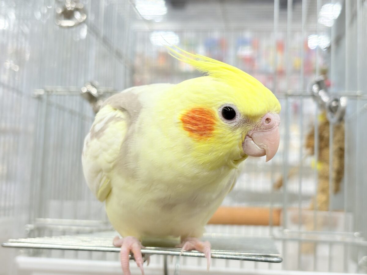 オカメインコ