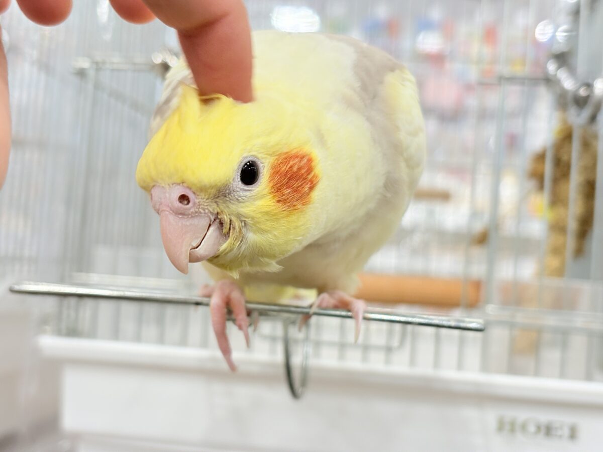 オカメインコ
