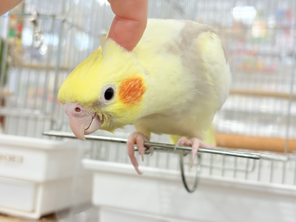オカメインコ
