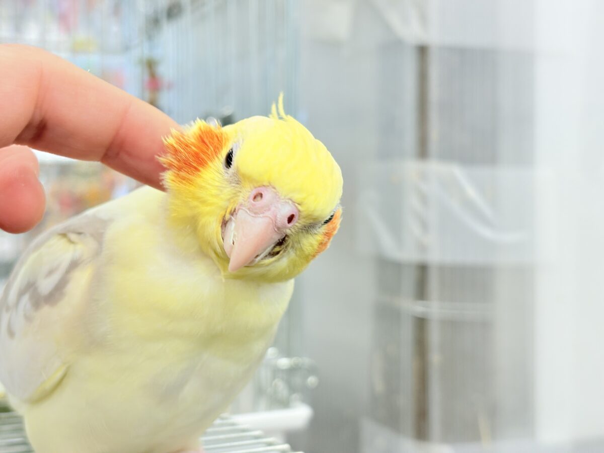 オカメインコ